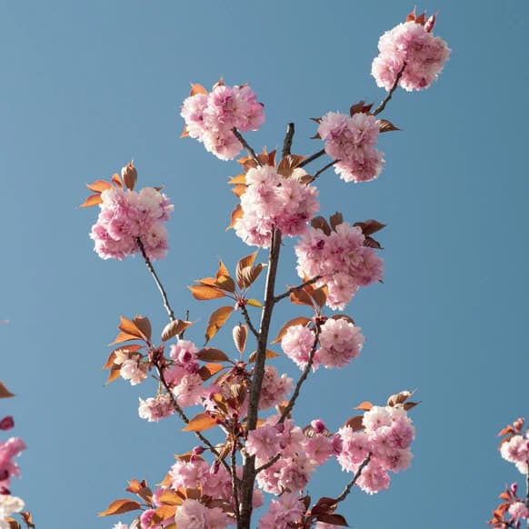 Blüten & Dolce Vita